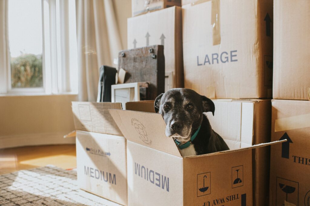 How to Minimize the Stress of a Home Move for Pets